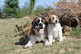 SAINT BERNARD 005